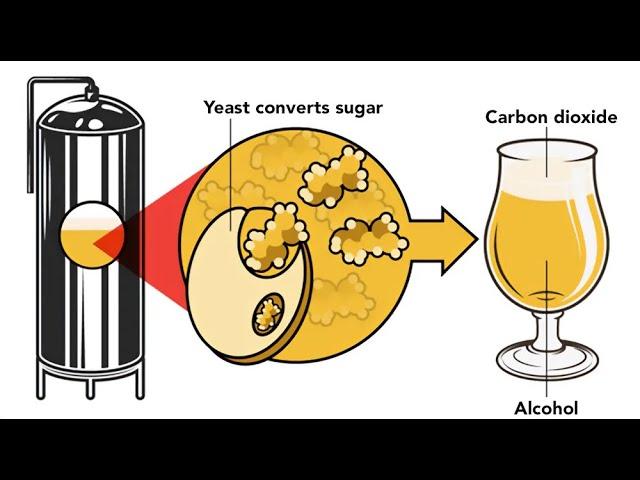 Fermentation and the Science of Biotechnology Behind It - 3 Minutes Microlearning