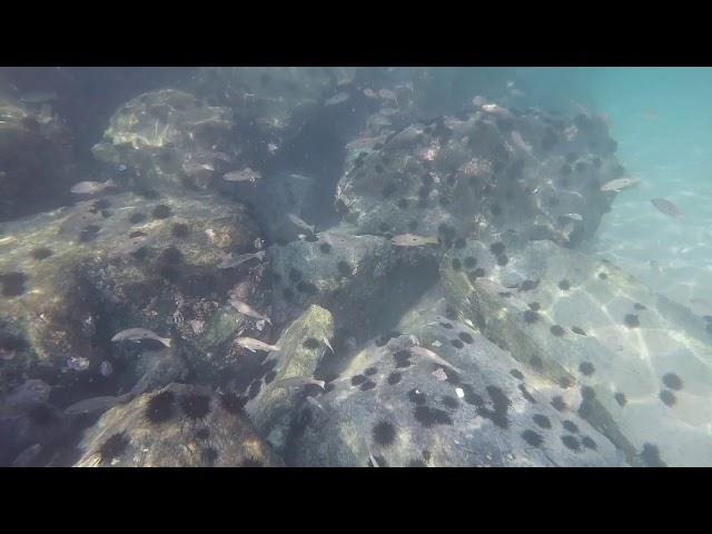 Snorkeling Family