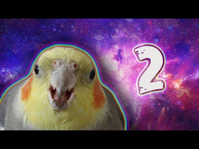 10 MIN OF DANK BIRB MEMES #2