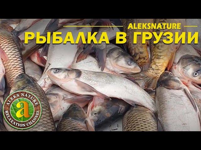 Рыбная Лихорадка | Рыбалка в Грузии | Лосось Форель Щука...