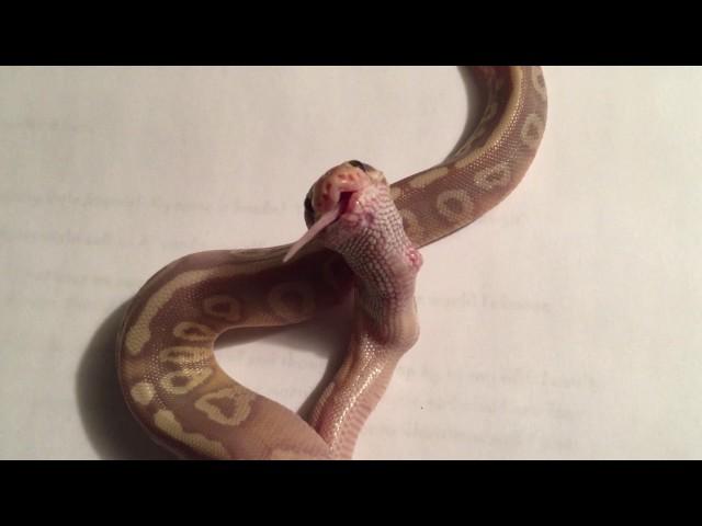 MOUSE ALIVE as it MOVES DOWN THE THROAT!  Ball Python Eats a Live Mouse.  Live Feeding Video