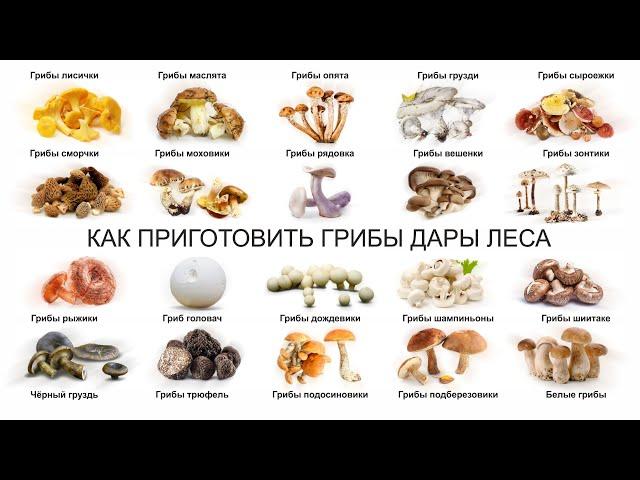 КАК ПРИГОТОВИТЬ ГРИБЫ ДАРЫ ЛЕСА