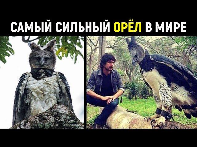 Реальный летающий монстр! Самый сильный орел на планете!