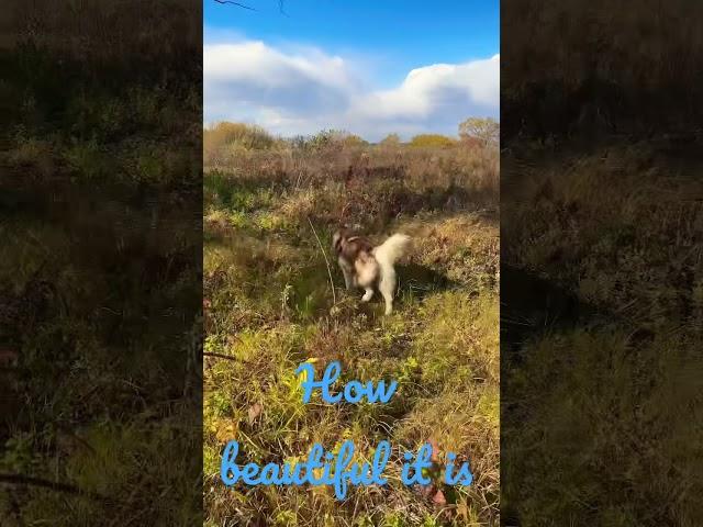 Alaskan Malamute for a walk