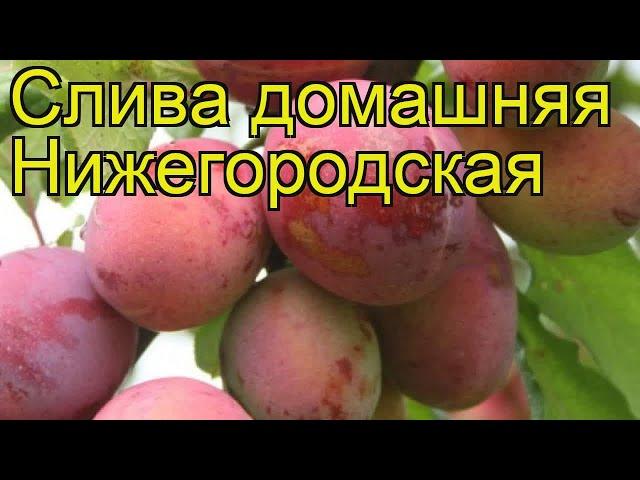 Слива домашняя Нижегородская. Краткий обзор, описание характеристик prunus domestica Nizhegorodskaia