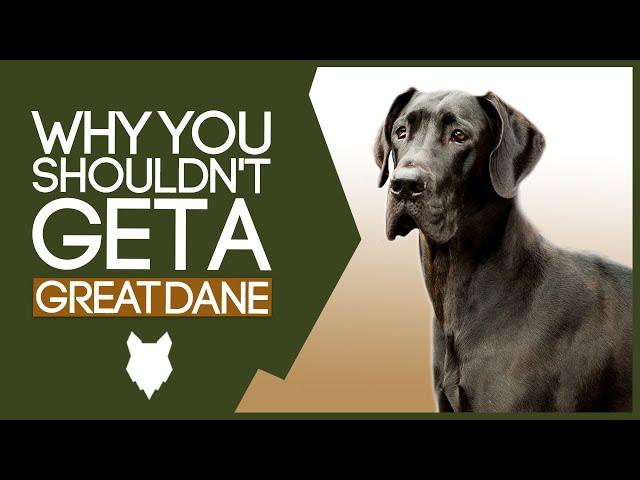 GREAT DANE! 5 Reasons you SHOULD NOT GET A Great Dane Puppy!