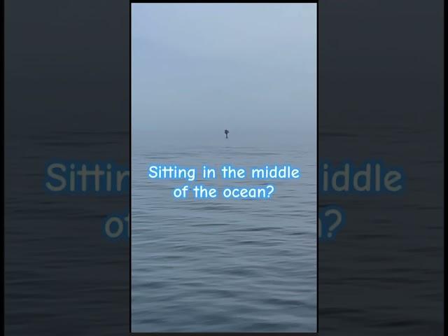 STRANGE OBJECT ON THE OCEAN! What are they?#shorts #mystery  #shortsvideo #shortsfeed #cruise #ocean