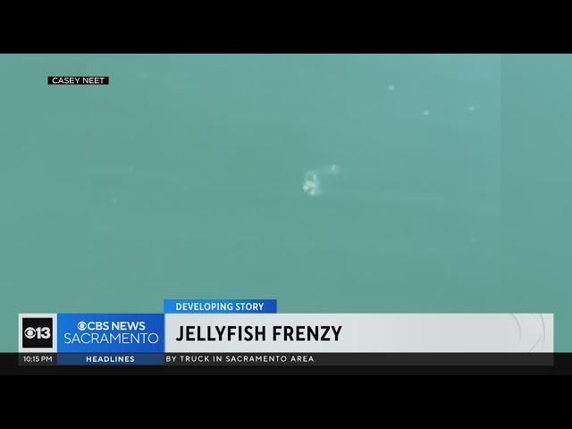 Mysterious jellyfish sighting sparks frenzy at Northern California reservoir