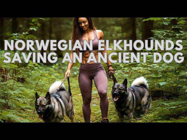 Save the Rarest Dog Breed Norwegian Elkhound from EXTINCTION!