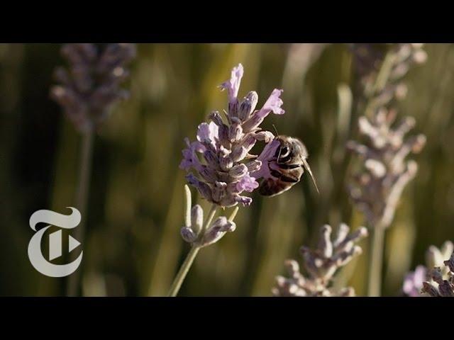 What's the Buzz About Wild Bees? | California Matters w/ Mark Bittman | The New York Times