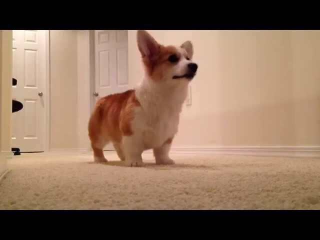 Pembroke welsh corgi puppy playing fetch