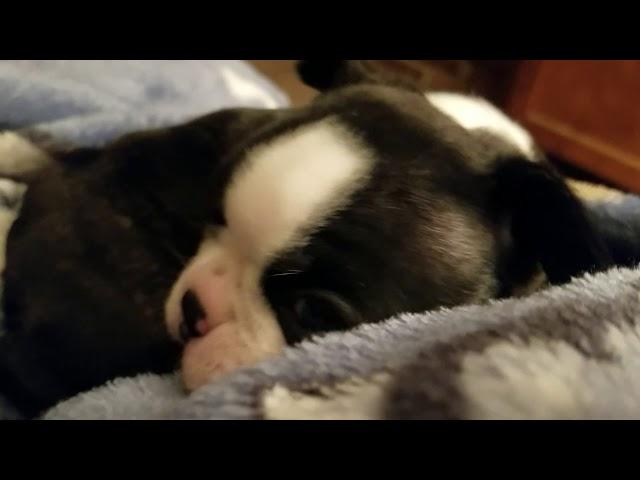 Singleton Boston Terrier