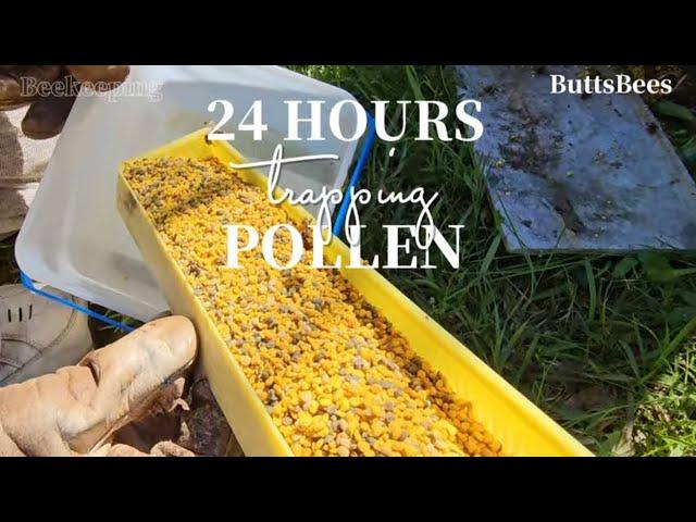 ️ AMAZING 24 HOUR HAUL OF POLLEN! How and Why We Trap Pollen #beekeeping