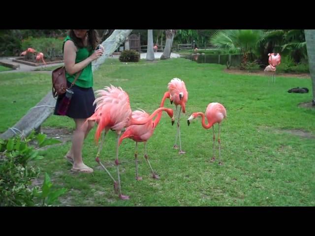 When Flamingos Attack!