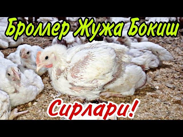 Броллер Жужа Бокиш Сирлари! Яхши Даромад  // Broller Juja Boqish Sirlari ! Yaxshi Daromad Qilish