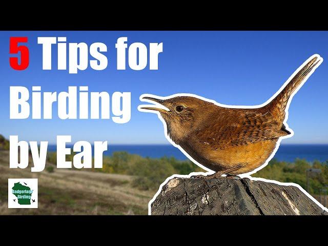 5 EXPERT Tips for Identifying Birds by Song!