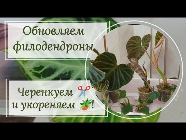 Омолаживаем филодендроны. Черенкуем ️ и укореняем 🪴 !