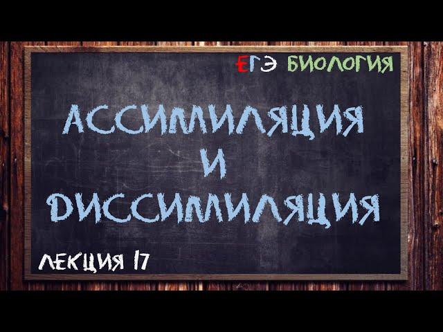 Л.17 | АССИМИЛЯЦИЯ И ДИССИМИЛЯЦИЯ | ОБЩАЯ БИОЛОГИЯ ЕГЭ