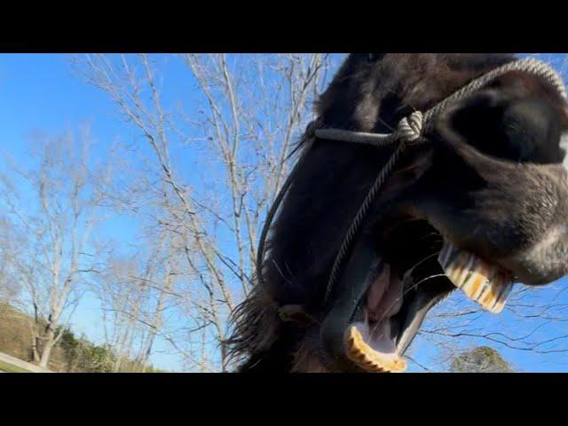 One of the Most Dangerous Horses I've worked with!