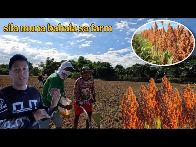 SORGUM FARMING NAMAN ANG SUSUBUKAN