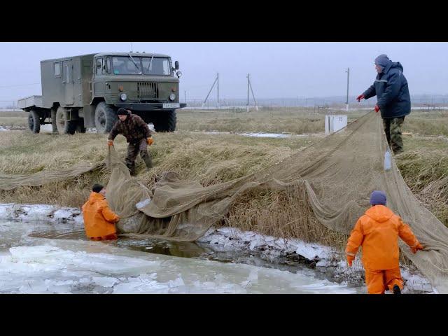 Отлов рыбы в ОАО «Опытный рыбхоз «Селец»