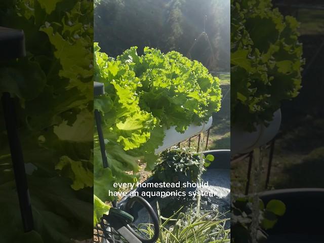 My Simple Backyard Aquaponics System