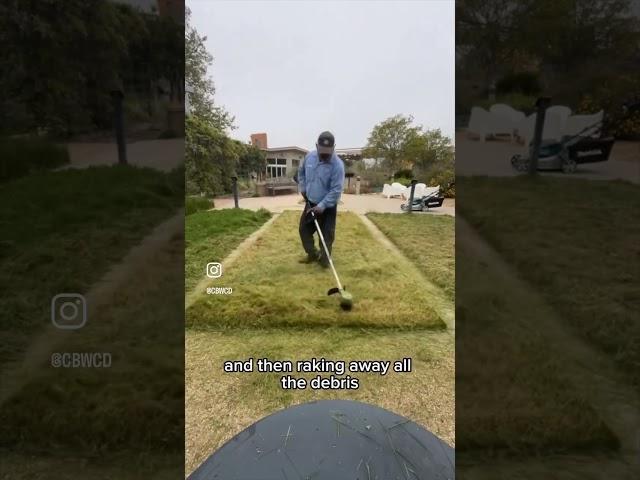 Turf Alternative! Clustered Field Sedge Care #lawn #lawncare #turfmanagement #landscaping #waterwise