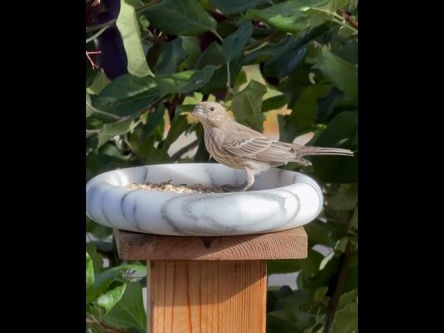 House Finch