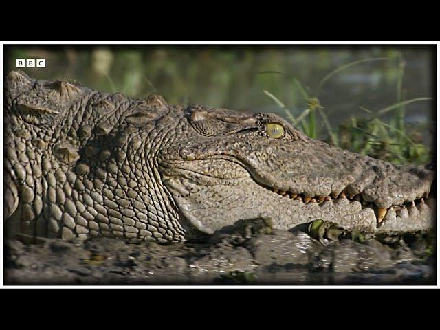 Нападение крокодила на водопой | Planet Earth III | BBC Earth ◯ RU