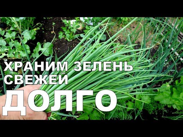 Храним ЗЕЛЕНЬ В ХОЛОДИЛЬНИКЕ долго / How to store GREENS in the refrigerator for a long time