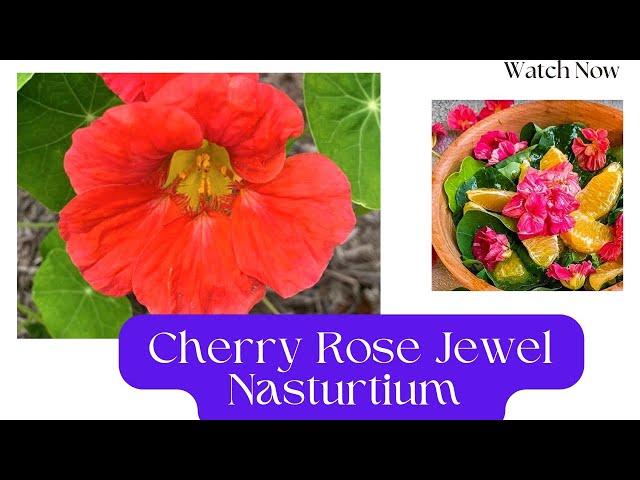 Interesting facts about Cherry Rose Nasturtium