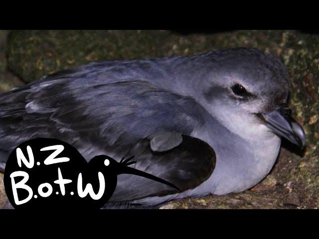 Fulmar prion - New Zealand Bird of the Week