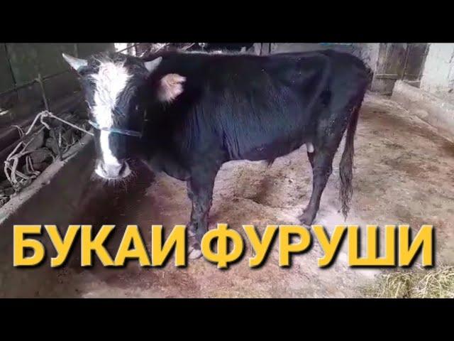 БУКАИ ФУРУШИ ДАР Ш.ВАХДАТ ТЕЛ 909.90.24.74.ВАТСАП ХАСТ