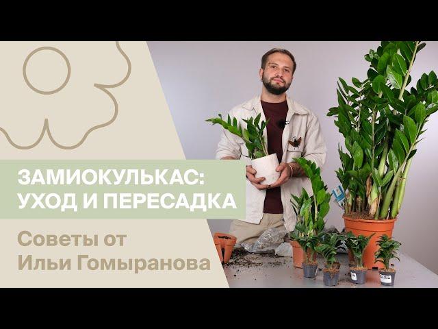 Замиокулькас: уход и правильная пересадка | Советы от Ильи Гомыранова