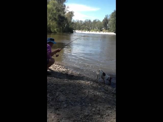 Accidental catching of a tortoise whilst fishing at Cunning