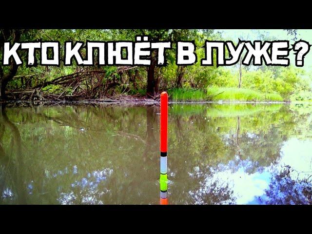 Рыбалка в лесной луже ШОКИРУЕТ! КРУПНЯК клюёт на поплавок! Это лещ?