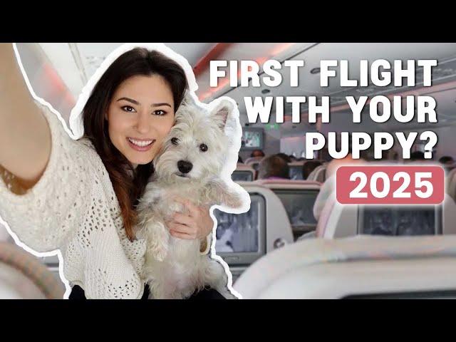 How To Fly With Your Dog In The Cabin In 2024 | Our experience bringing our Westie puppy on a plane