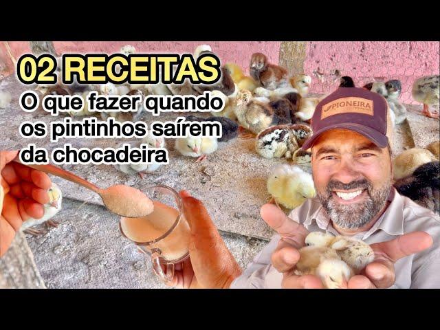 O QUE FAZER COM OS PINTINHOS DEPOIS SAÍREM DA CHOCADEIRA | VOU DAR DUAS RECEITAS FACIL DE REMÉDIO