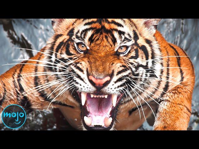 Top 30 Most DANGEROUS Animals in the World