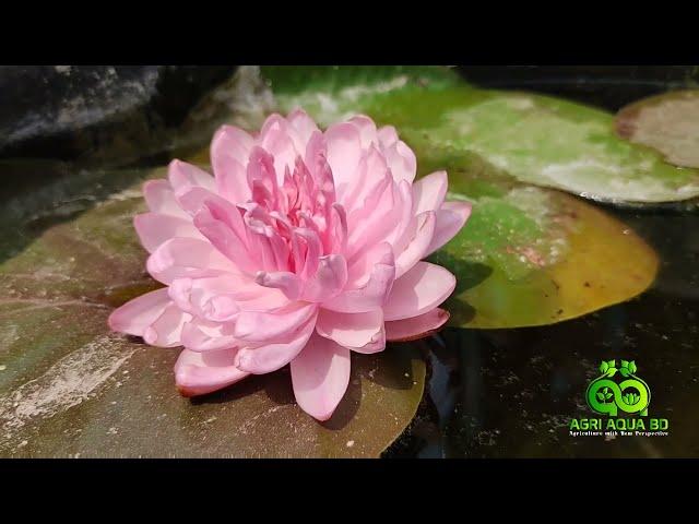 Nymphaea "Maninut"। A Pink Peony Bloom in your Water Garden!!