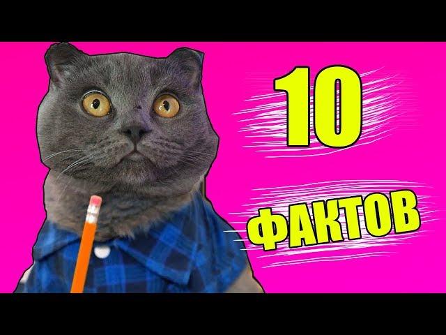 10 ФАКТОВ О КОШЕЧКЕ БАТТЕРС