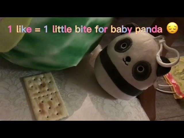 Lena thinks baby panda is too young to eat cookies 