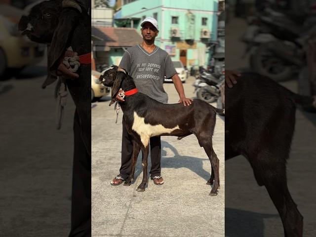 Beetal Bakra Lo Abhi | #deonarbakramandi #bakramand #bakraeid2024 #vlog #shortvideo #goat #kalyan