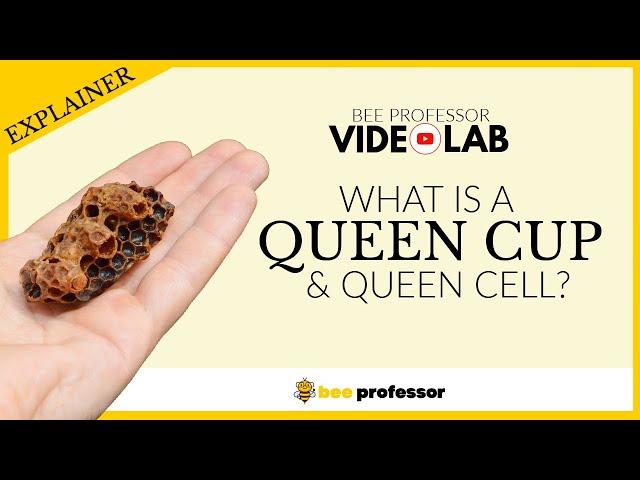 What Is A Queen Cup? Is It A Queen Cell?