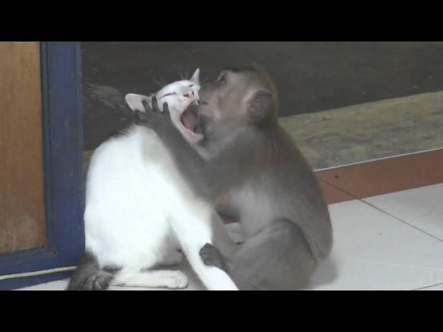 Monkey kissing a cat - WATCH IT, you might learn a thing or two ;o)