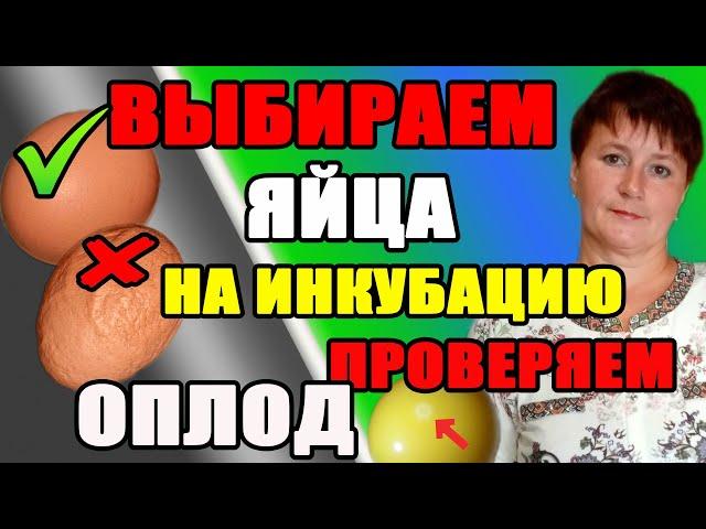 Как отобрать яйца для инкубации. Как определить оплод яйца.