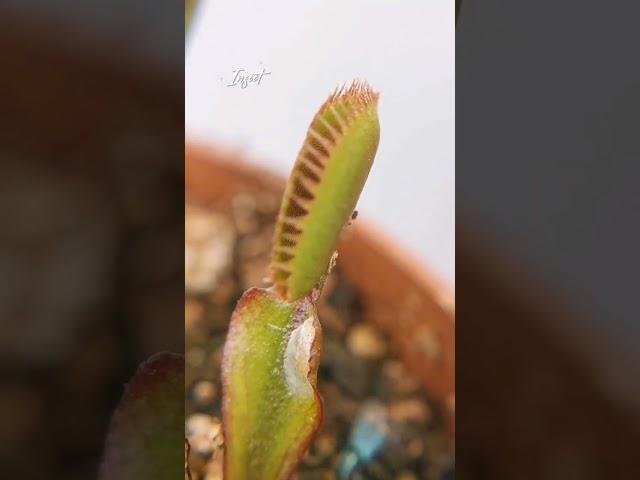 Insect | Venus Fly Trap | Dionaea Muscipula | #insectkiller #flytrap #shortsfeed #shorts