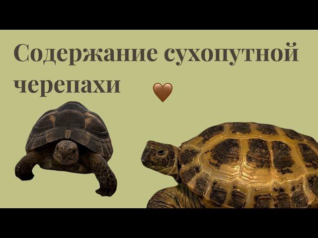 Содержание сухопутной черепахи – СУХОПУТНАЯ ЧЕРЕПАХА￼