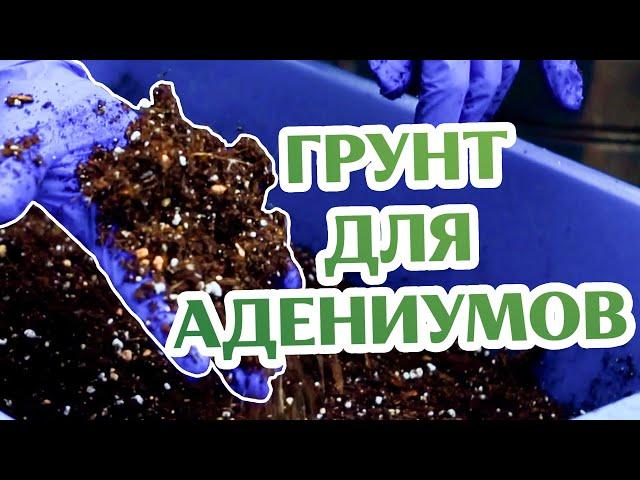 Лучший Грунт Для Адениумов...