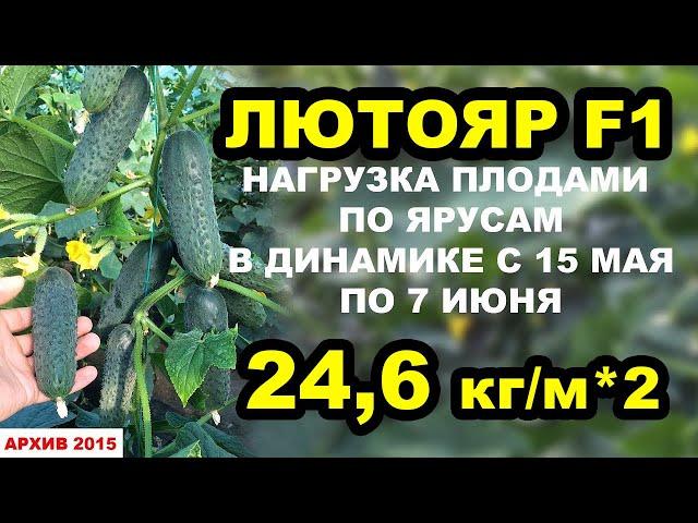 Огурец Лютояр F1. Нагрузка плодами по ярусам, 24,6 кг/м*2